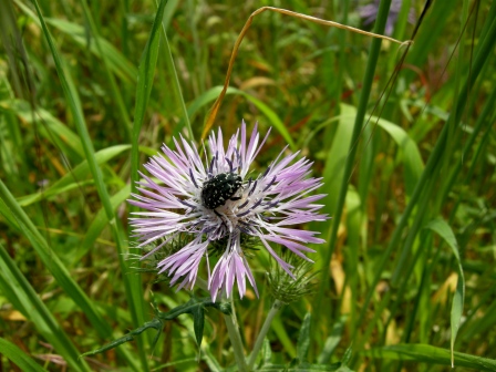Oxythyrea funesta